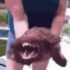 feraldog animated emote from AMB FAM🚀
