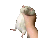 shake animated Discord emote from Lee-Satan HQ