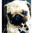:dihpressedpug: