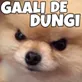 gaali