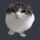 MEOWING_NACHO Discord sticker from Republic of Ganaj