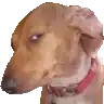A brown dog wearing a red collar looking sideways with a skeptical and judgmental expression.