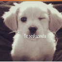 A white puppy winking with one eye closed and text overlaid on its chest.