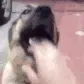 dogmouth