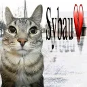 101507sybau
