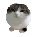104307catseal