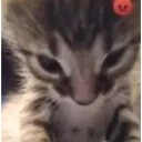 309380angycat