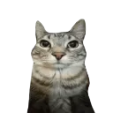 717911catstare