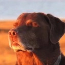 dawg Discord Emoji from UnoRouter | ChatGPT Claude Gemini Character Janitor CAI Roleplay RP Vibecoding SillyTavern DeepSeek