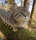 Catpitter Discord Emoji | 𝕊𝕜𝕖𝕖𝕥𝕖𝕣 𝔹𝕠𝕪𝕤!!!