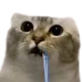 drollingcat Discord Emoji - LEVEL UP