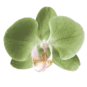 006_green_flower