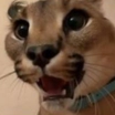 Big Floppa the caracal looking directly at the camera with a wide-eyed, surprised expression and mouth slightly open.