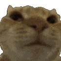 :catno: