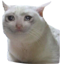 meow custom emote | Midnight Gallows 🦇