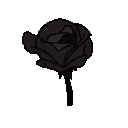 blackrose