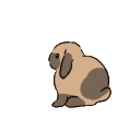 :bnuy: