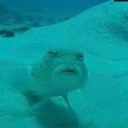 WutPuffer custom emote - Phantom's HQ