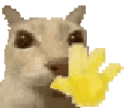 c_cattowave