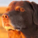 :DogClosedEyesSunset: