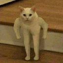 A white cat standing upright with muscular human arms flexed.