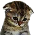 sadcat2 custom emote | Wave