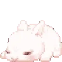 bunny