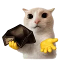 955071poorcat