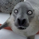 Seal with wide, unblinking eyes staring directly forward in shock.