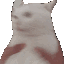 cat_shake