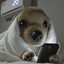 A small puppy wrapped in a white blanket looking at a glowing smartphone screen in the dark.