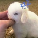 A white bunny with closed eyes being petted by a hand with a blue zzz symbol above its head.