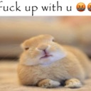 A fluffy brown bunny lying down with an unimpressed, grumpy expression.