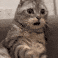CattoShocked animated Discord emote from 📚 𝗧𝗛𝗘 𝗔𝗥𝗖𝗛𝗜𝗩𝗘𝗦 𝗢𝗙 𝗛𝗢𝗟𝗠𝗘