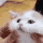 catsquish animated Discord emote - Hollanov Haven -`♡´-