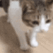 catded animated emote from Hollanov Haven -`♡´-