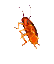bugmeme