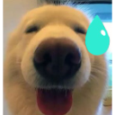 A white dog with a wide-angle lens effect looking nervous with a blue sweat drop icon next to its head.