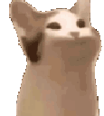 Cat with a closed mouth and a cat with an open mouth side by side.