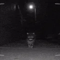 fuckCAT