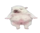 Pibble