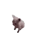 BingusDance