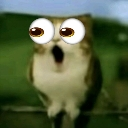 A cat with wide, cartoonish eyes and an open mouth looking shocked.