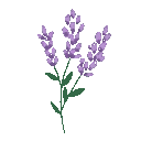 :lavender: