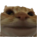 bCat Discord emoji