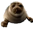 Nico_seal