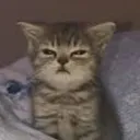 :cat_tired: