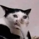 cryingcat