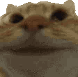 :cat_answer_Yes: