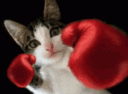 kittypunch animated emote | 𑣲⋆Passion